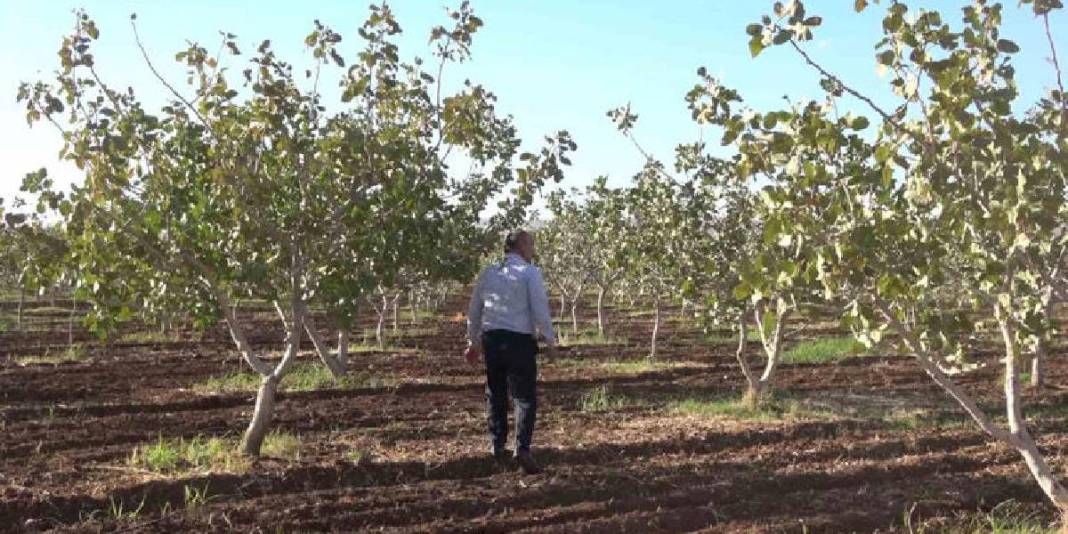 Zeytin ve buğdaydan umduğunu bulamayan çiftçi, fıstıkta güldü! 13 bin ağaçta hasat başladı: Bölgenin yeni umudu oldu 4